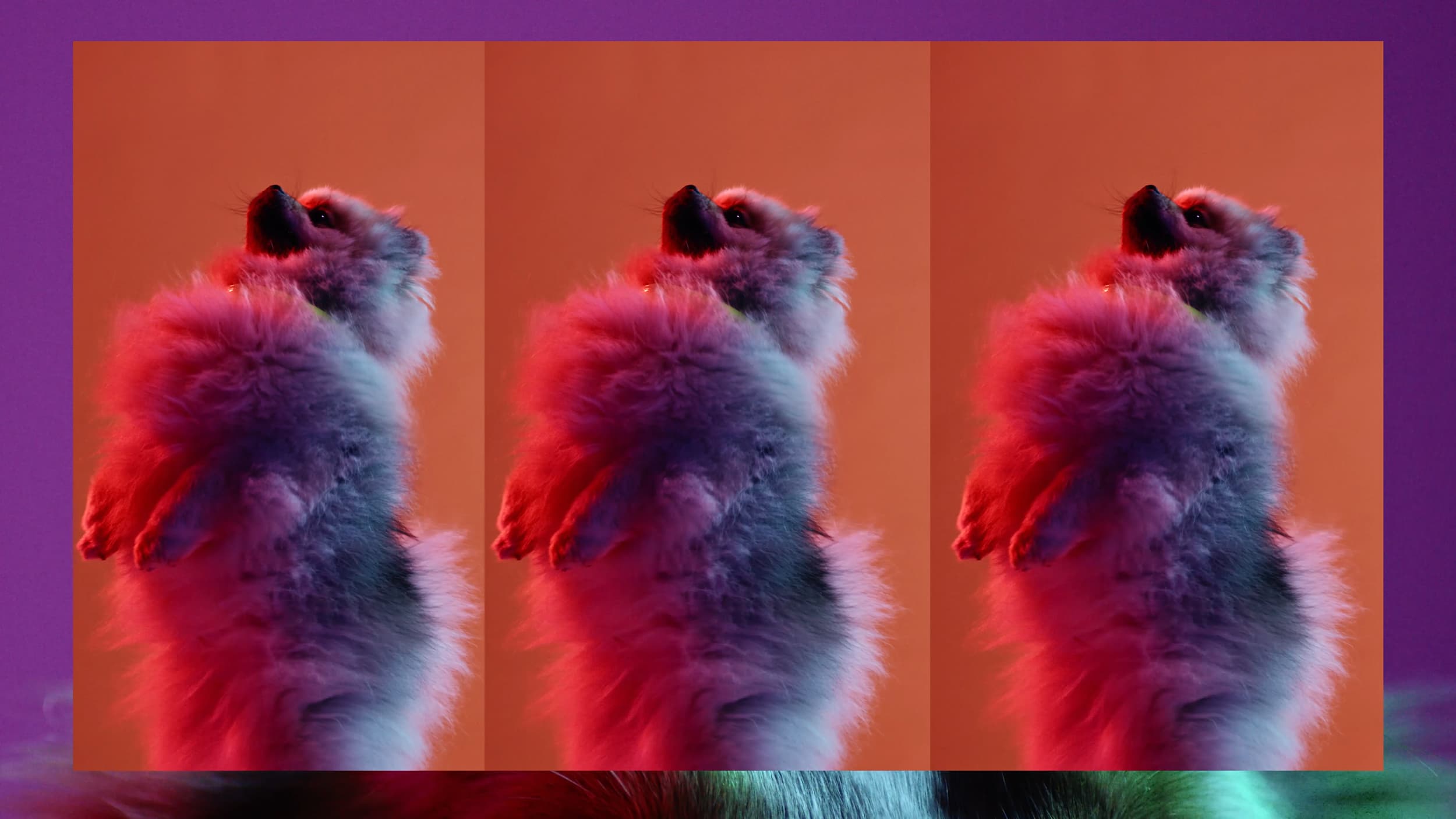 Colourful photo of a dog.